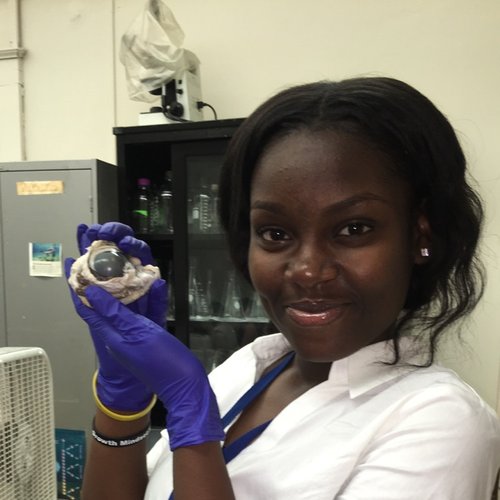 Cow Eye Disection Lab 