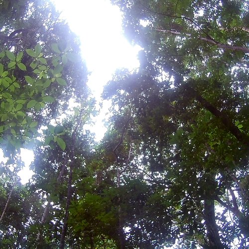 In the rainforest