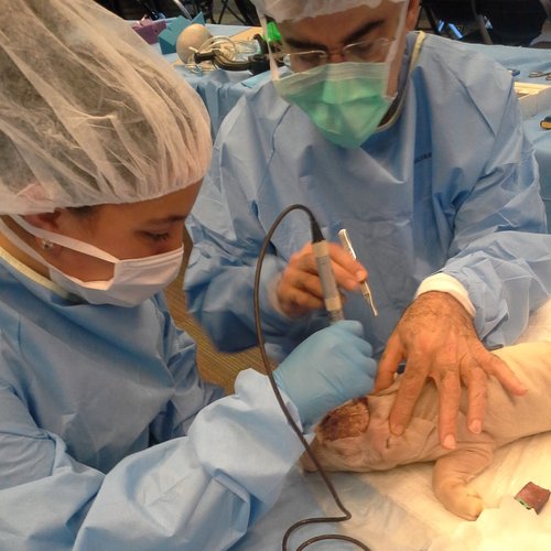 I got to open a pigs' scalp to get to its brain