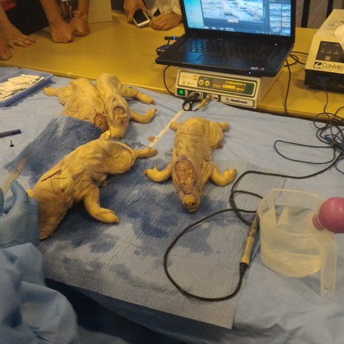 Pigs that we dissected up until their brain