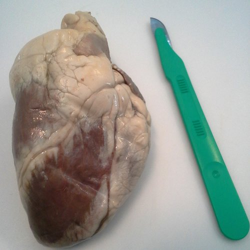 The sheep heart that I dissected 