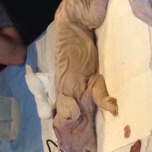 This is the baby pig on which we got the chance to open its head to see its brain.